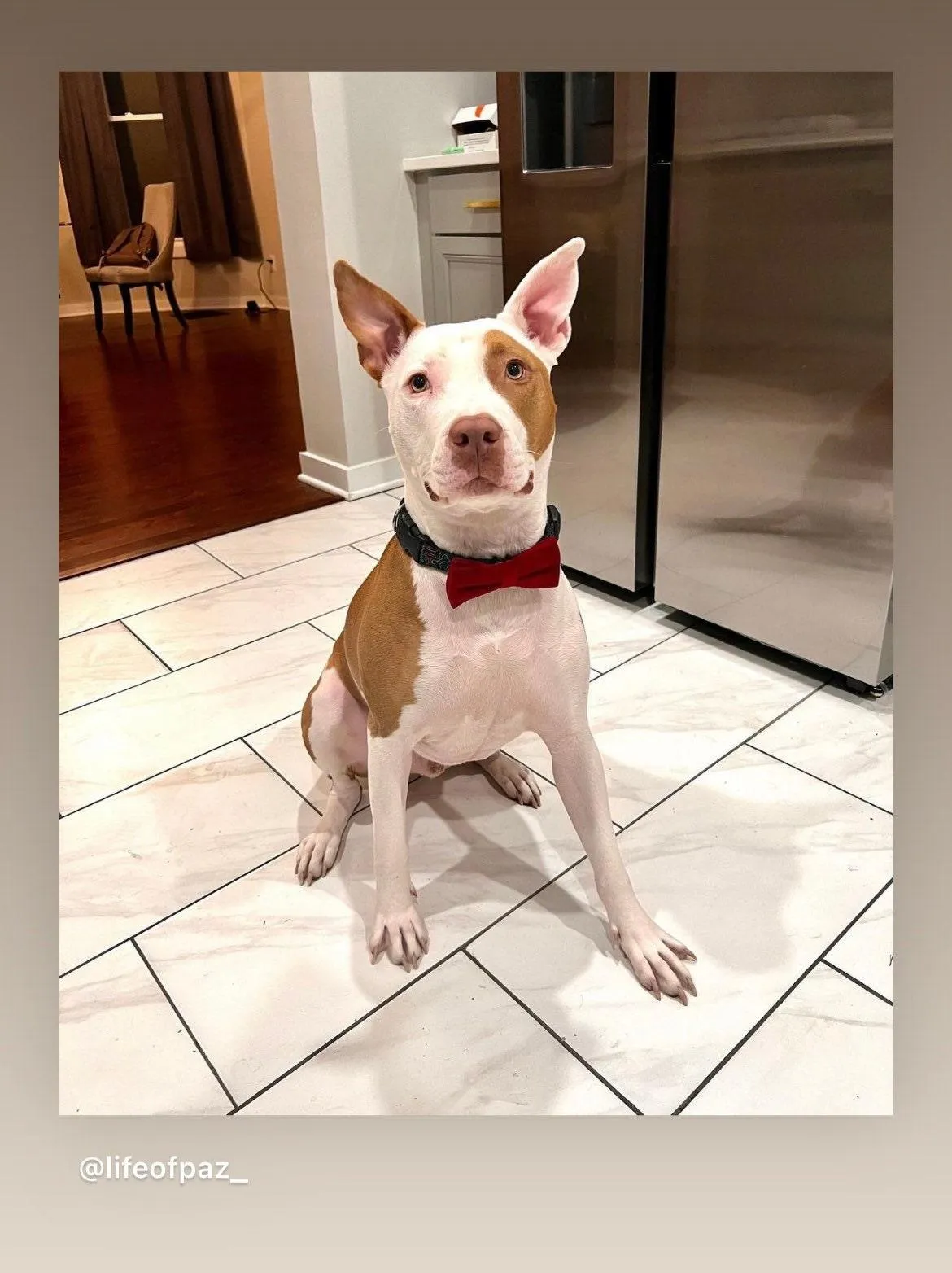 Red Velvet Bow for Dog Collar and Cat Collar